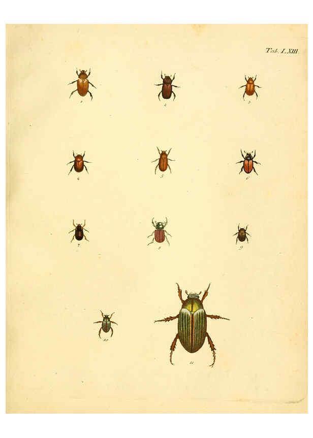Reproducción/Reproduction 6008243935: Abbildungen zu Karl Illiger's Uebersetzung von Olivier's Entomologie plates Nürnberg :Gedruckt auf Kosten des Herausgebers,1802-1803