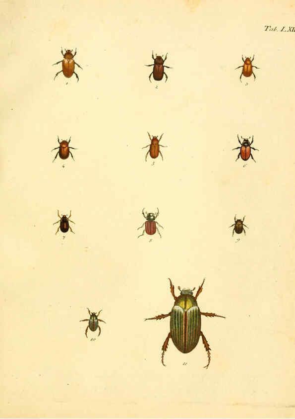 Reproducción/Reproduction 6008243935: Abbildungen zu Karl Illiger's Uebersetzung von Olivier's Entomologie plates Nürnberg :Gedruckt auf Kosten des Herausgebers,1802-1803