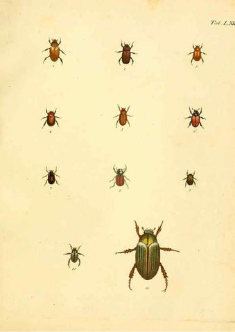 Reproducción/Reproduction 6008243935: Abbildungen zu Karl Illiger's Uebersetzung von Olivier's Entomologie plates Nürnberg :Gedruckt auf Kosten des Herausgebers,1802-1803