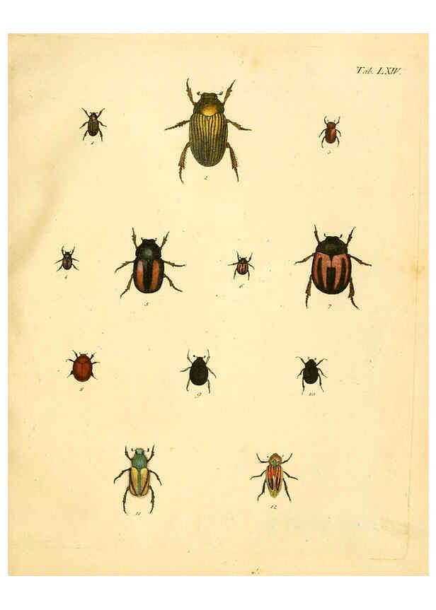 Reproducción/Reproduction 6008244121: Abbildungen zu Karl Illiger's Uebersetzung von Olivier's Entomologie plates Nürnberg :Gedruckt auf Kosten des Herausgebers,1802-1803