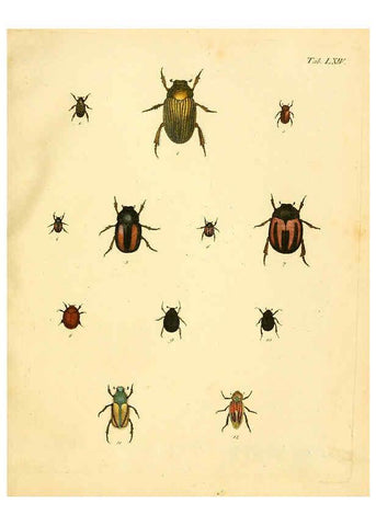 Reproducción/Reproduction 6008244121: Abbildungen zu Karl Illiger's Uebersetzung von Olivier's Entomologie plates Nürnberg :Gedruckt auf Kosten des Herausgebers,1802-1803