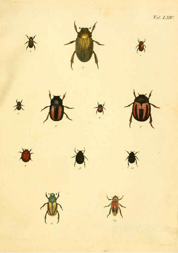 Reproducción/Reproduction 6008244121: Abbildungen zu Karl Illiger's Uebersetzung von Olivier's Entomologie plates Nürnberg :Gedruckt auf Kosten des Herausgebers,1802-1803