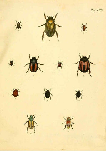 Reproducción/Reproduction 6008244121: Abbildungen zu Karl Illiger's Uebersetzung von Olivier's Entomologie plates Nürnberg :Gedruckt auf Kosten des Herausgebers,1802-1803