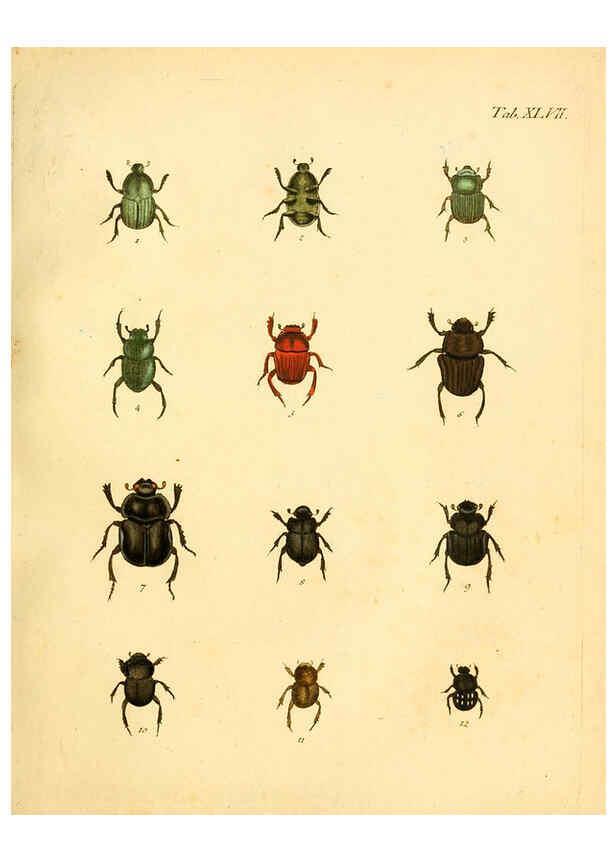 Reproducción/Reproduction 6008788702: Abbildungen zu Karl Illiger's Uebersetzung von Olivier's Entomologie plates Nürnberg :Gedruckt auf Kosten des Herausgebers,1802-1803