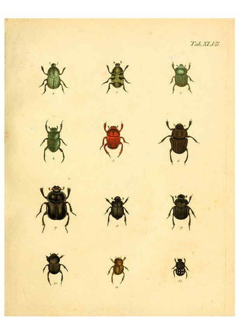 Reproducción/Reproduction 6008788702: Abbildungen zu Karl Illiger's Uebersetzung von Olivier's Entomologie plates Nürnberg :Gedruckt auf Kosten des Herausgebers,1802-1803