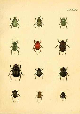 Reproducción/Reproduction 6008788702: Abbildungen zu Karl Illiger's Uebersetzung von Olivier's Entomologie plates Nürnberg :Gedruckt auf Kosten des Herausgebers,1802-1803
