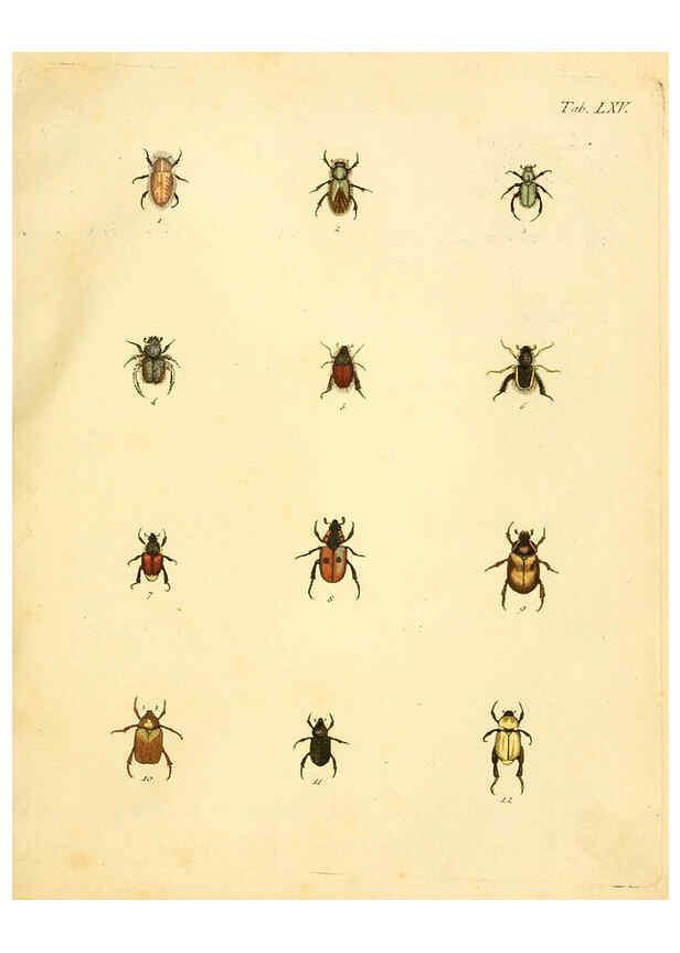 Reproducción/Reproduction 6008244293: Abbildungen zu Karl Illiger's Uebersetzung von Olivier's Entomologie plates Nürnberg :Gedruckt auf Kosten des Herausgebers,1802-1803