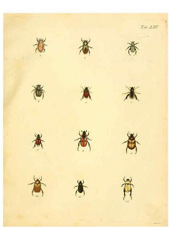 Reproducción/Reproduction 6008244293: Abbildungen zu Karl Illiger's Uebersetzung von Olivier's Entomologie plates Nürnberg :Gedruckt auf Kosten des Herausgebers,1802-1803