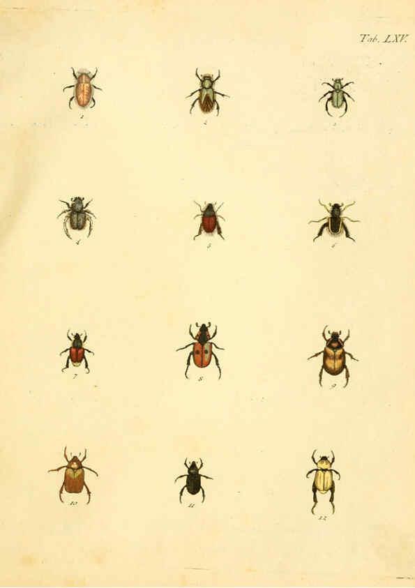Reproducción/Reproduction 6008244293: Abbildungen zu Karl Illiger's Uebersetzung von Olivier's Entomologie plates Nürnberg :Gedruckt auf Kosten des Herausgebers,1802-1803