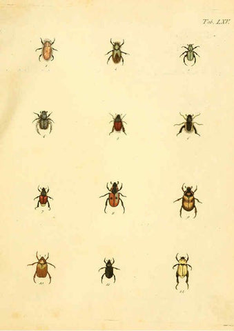 Reproducción/Reproduction 6008244293: Abbildungen zu Karl Illiger's Uebersetzung von Olivier's Entomologie plates Nürnberg :Gedruckt auf Kosten des Herausgebers,1802-1803