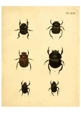 Reproducción/Reproduction 6008788528: Abbildungen zu Karl Illiger's Uebersetzung von Olivier's Entomologie plates Nürnberg :Gedruckt auf Kosten des Herausgebers,1802-1803