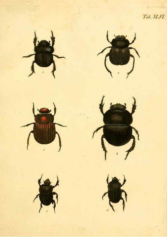 Reproducción/Reproduction 6008788528: Abbildungen zu Karl Illiger's Uebersetzung von Olivier's Entomologie plates Nürnberg :Gedruckt auf Kosten des Herausgebers,1802-1803