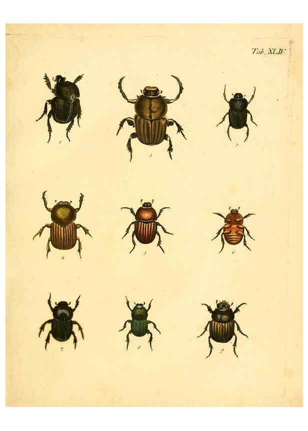 Reproducción/Reproduction 6008240453: Abbildungen zu Karl Illiger's Uebersetzung von Olivier's Entomologie plates Nürnberg :Gedruckt auf Kosten des Herausgebers,1802-1803