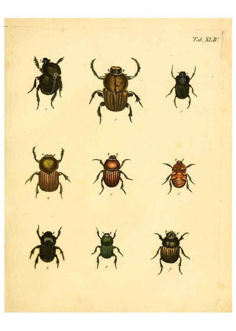 Reproducción/Reproduction 6008240453: Abbildungen zu Karl Illiger's Uebersetzung von Olivier's Entomologie plates Nürnberg :Gedruckt auf Kosten des Herausgebers,1802-1803