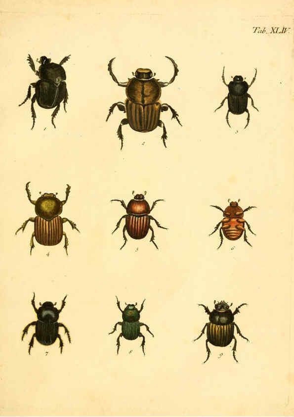 Reproducción/Reproduction 6008240453: Abbildungen zu Karl Illiger's Uebersetzung von Olivier's Entomologie plates Nürnberg :Gedruckt auf Kosten des Herausgebers,1802-1803