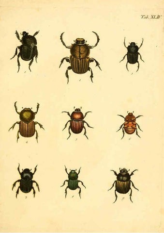 Reproducción/Reproduction 6008240453: Abbildungen zu Karl Illiger's Uebersetzung von Olivier's Entomologie plates Nürnberg :Gedruckt auf Kosten des Herausgebers,1802-1803