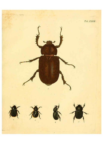 Reproducción/Reproduction 6008784778: Abbildungen zu Karl Illiger's Uebersetzung von Olivier's Entomologie plates Nürnberg :Gedruckt auf Kosten des Herausgebers,1802-1803