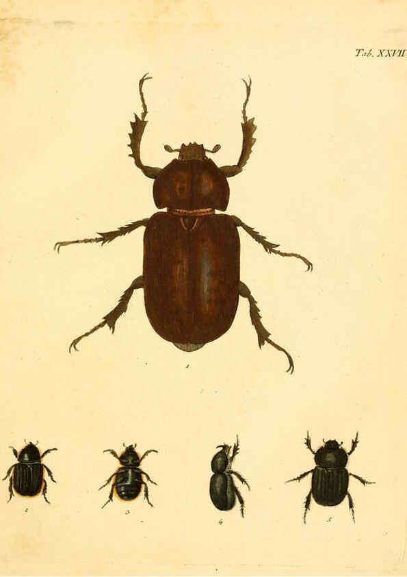 Reproducción/Reproduction 6008784778: Abbildungen zu Karl Illiger's Uebersetzung von Olivier's Entomologie plates Nürnberg :Gedruckt auf Kosten des Herausgebers,1802-1803