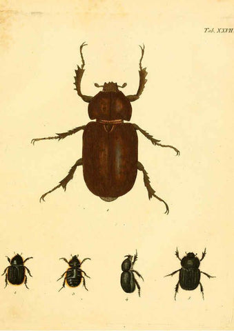 Reproducción/Reproduction 6008784778: Abbildungen zu Karl Illiger's Uebersetzung von Olivier's Entomologie plates Nürnberg :Gedruckt auf Kosten des Herausgebers,1802-1803