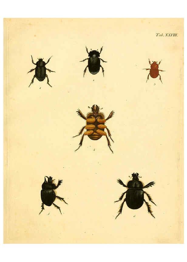 Reproducción/Reproduction 6008237483: Abbildungen zu Karl Illiger's Uebersetzung von Olivier's Entomologie plates Nürnberg :Gedruckt auf Kosten des Herausgebers,1802-1803