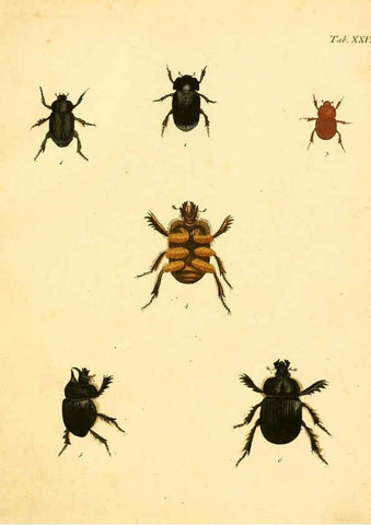 Reproducción/Reproduction 6008237483: Abbildungen zu Karl Illiger's Uebersetzung von Olivier's Entomologie plates Nürnberg :Gedruckt auf Kosten des Herausgebers,1802-1803