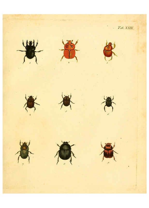 Reproducción/Reproduction 6008785214: Abbildungen zu Karl Illiger's Uebersetzung von Olivier's Entomologie plates Nürnberg :Gedruckt auf Kosten des Herausgebers,1802-1803