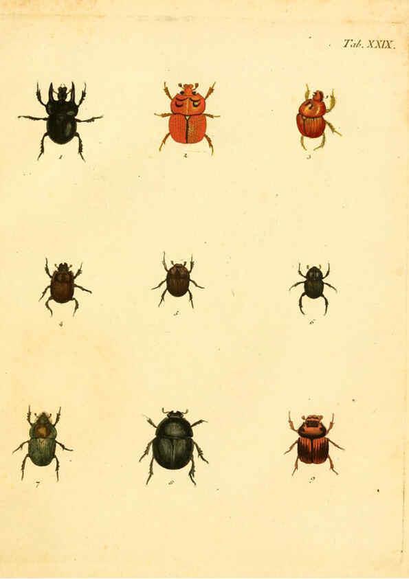 Reproducción/Reproduction 6008785214: Abbildungen zu Karl Illiger's Uebersetzung von Olivier's Entomologie plates Nürnberg :Gedruckt auf Kosten des Herausgebers,1802-1803