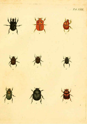 Reproducción/Reproduction 6008785214: Abbildungen zu Karl Illiger's Uebersetzung von Olivier's Entomologie plates Nürnberg :Gedruckt auf Kosten des Herausgebers,1802-1803