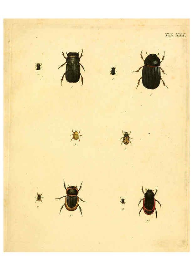 Reproducción/Reproduction 6008237769: Abbildungen zu Karl Illiger's Uebersetzung von Olivier's Entomologie plates Nürnberg :Gedruckt auf Kosten des Herausgebers,1802-1803