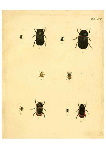 Reproducción/Reproduction 6008237769: Abbildungen zu Karl Illiger's Uebersetzung von Olivier's Entomologie plates Nürnberg :Gedruckt auf Kosten des Herausgebers,1802-1803