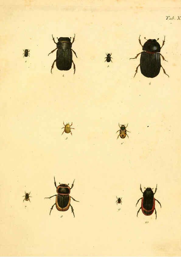 Reproducción/Reproduction 6008237769: Abbildungen zu Karl Illiger's Uebersetzung von Olivier's Entomologie plates Nürnberg :Gedruckt auf Kosten des Herausgebers,1802-1803