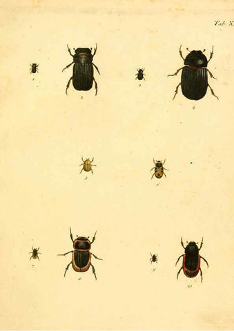 Reproducción/Reproduction 6008237769: Abbildungen zu Karl Illiger's Uebersetzung von Olivier's Entomologie plates Nürnberg :Gedruckt auf Kosten des Herausgebers,1802-1803