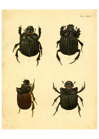 Reproducción/Reproduction 6008237899: Abbildungen zu Karl Illiger's Uebersetzung von Olivier's Entomologie plates Nürnberg :Gedruckt auf Kosten des Herausgebers,1802-1803