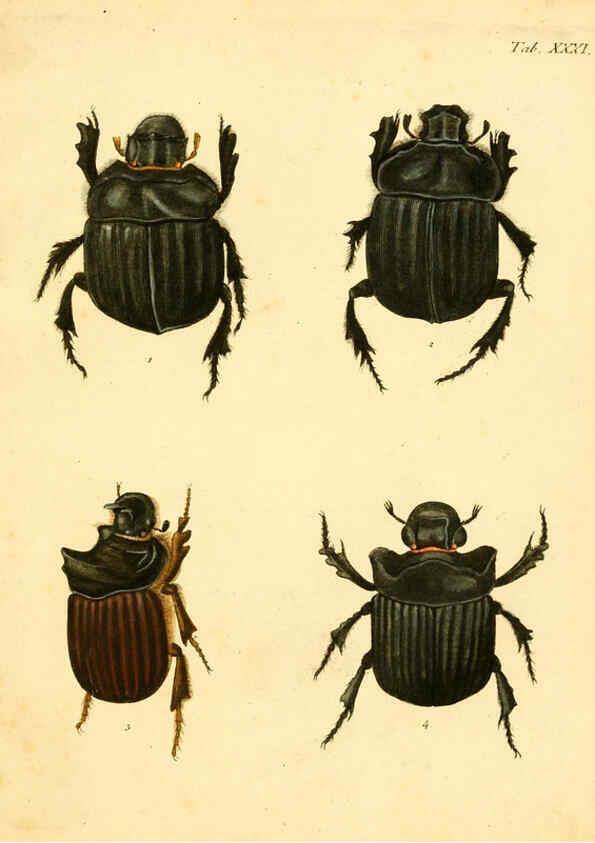 Reproducción/Reproduction 6008237899: Abbildungen zu Karl Illiger's Uebersetzung von Olivier's Entomologie plates Nürnberg :Gedruckt auf Kosten des Herausgebers,1802-1803