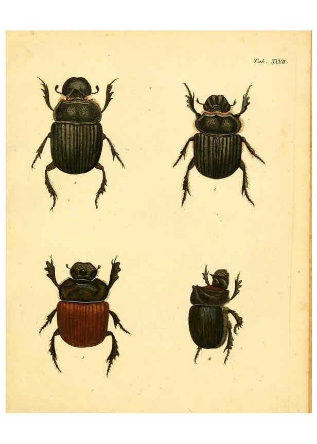 Reproducción/Reproduction 6008238129: Abbildungen zu Karl Illiger's Uebersetzung von Olivier's Entomologie plates Nürnberg :Gedruckt auf Kosten des Herausgebers,1802-1803