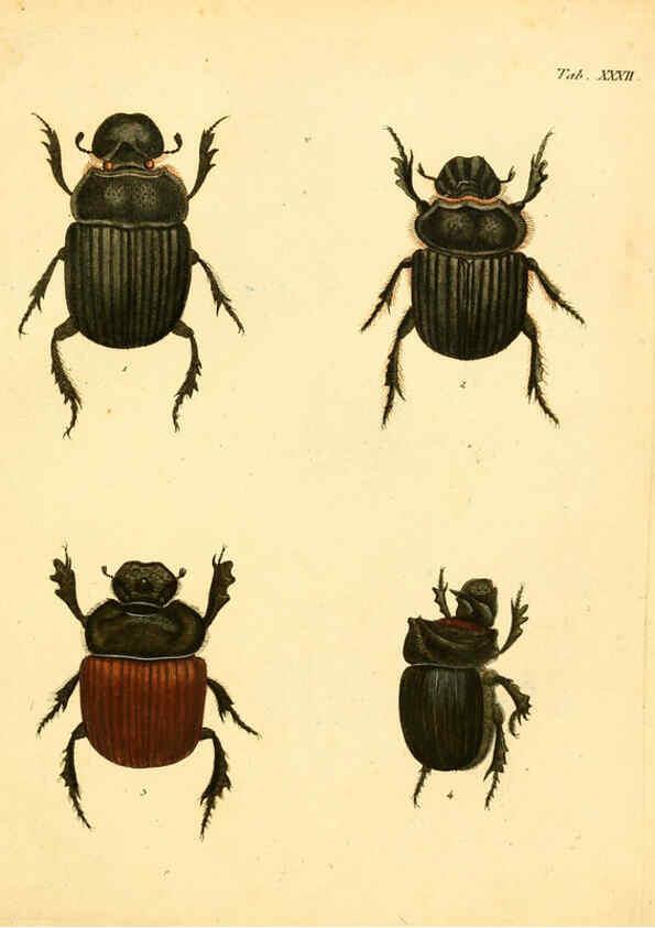 Reproducción/Reproduction 6008238129: Abbildungen zu Karl Illiger's Uebersetzung von Olivier's Entomologie plates Nürnberg :Gedruckt auf Kosten des Herausgebers,1802-1803