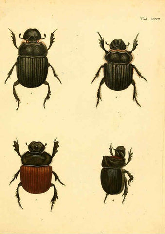 Reproducción/Reproduction 6008238129: Abbildungen zu Karl Illiger's Uebersetzung von Olivier's Entomologie plates Nürnberg :Gedruckt auf Kosten des Herausgebers,1802-1803