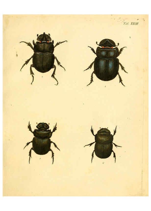 Reproducción/Reproduction 6008238299: Abbildungen zu Karl Illiger's Uebersetzung von Olivier's Entomologie plates Nürnberg :Gedruckt auf Kosten des Herausgebers,1802-1803