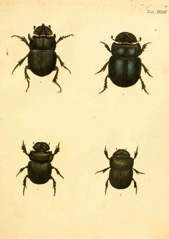 Reproducción/Reproduction 6008238299: Abbildungen zu Karl Illiger's Uebersetzung von Olivier's Entomologie plates Nürnberg :Gedruckt auf Kosten des Herausgebers,1802-1803