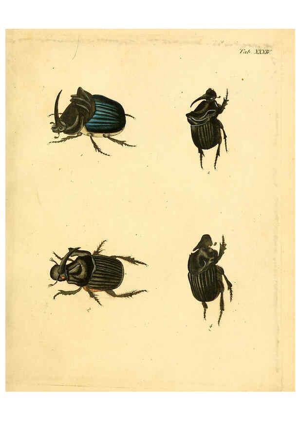 Reproducción/Reproduction 6008238511: Abbildungen zu Karl Illiger's Uebersetzung von Olivier's Entomologie plates Nürnberg :Gedruckt auf Kosten des Herausgebers,1802-1803