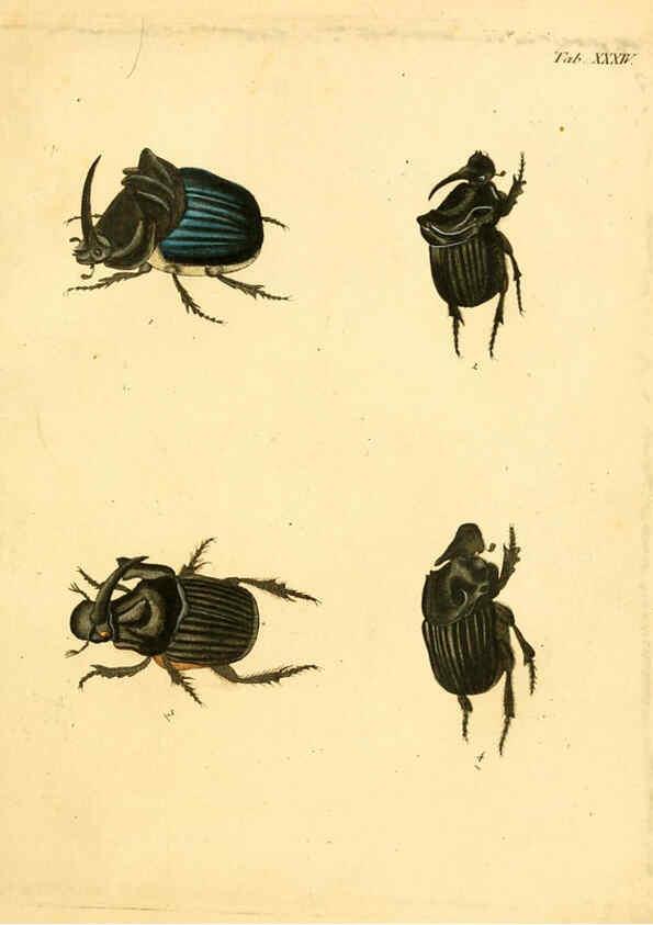 Reproducción/Reproduction 6008238511: Abbildungen zu Karl Illiger's Uebersetzung von Olivier's Entomologie plates Nürnberg :Gedruckt auf Kosten des Herausgebers,1802-1803