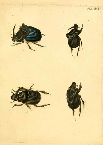 Reproducción/Reproduction 6008238511: Abbildungen zu Karl Illiger's Uebersetzung von Olivier's Entomologie plates Nürnberg :Gedruckt auf Kosten des Herausgebers,1802-1803
