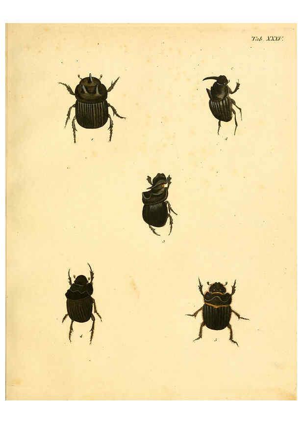 Reproducción/Reproduction 6008786356: Abbildungen zu Karl Illiger's Uebersetzung von Olivier's Entomologie plates Nürnberg :Gedruckt auf Kosten des Herausgebers,1802-1803