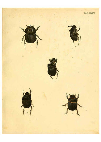Reproducción/Reproduction 6008786356: Abbildungen zu Karl Illiger's Uebersetzung von Olivier's Entomologie plates Nürnberg :Gedruckt auf Kosten des Herausgebers,1802-1803