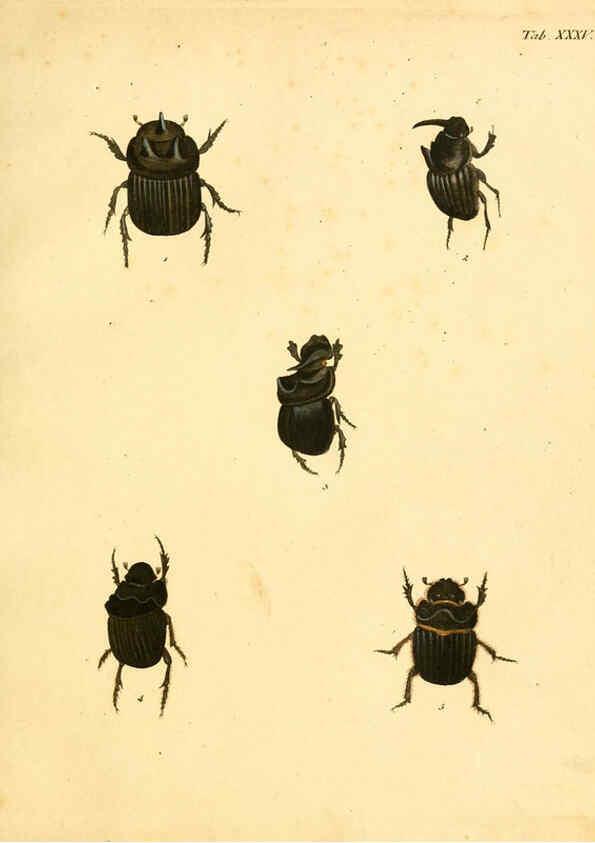 Reproducción/Reproduction 6008786356: Abbildungen zu Karl Illiger's Uebersetzung von Olivier's Entomologie plates Nürnberg :Gedruckt auf Kosten des Herausgebers,1802-1803