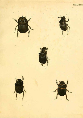 Reproducción/Reproduction 6008786356: Abbildungen zu Karl Illiger's Uebersetzung von Olivier's Entomologie plates Nürnberg :Gedruckt auf Kosten des Herausgebers,1802-1803