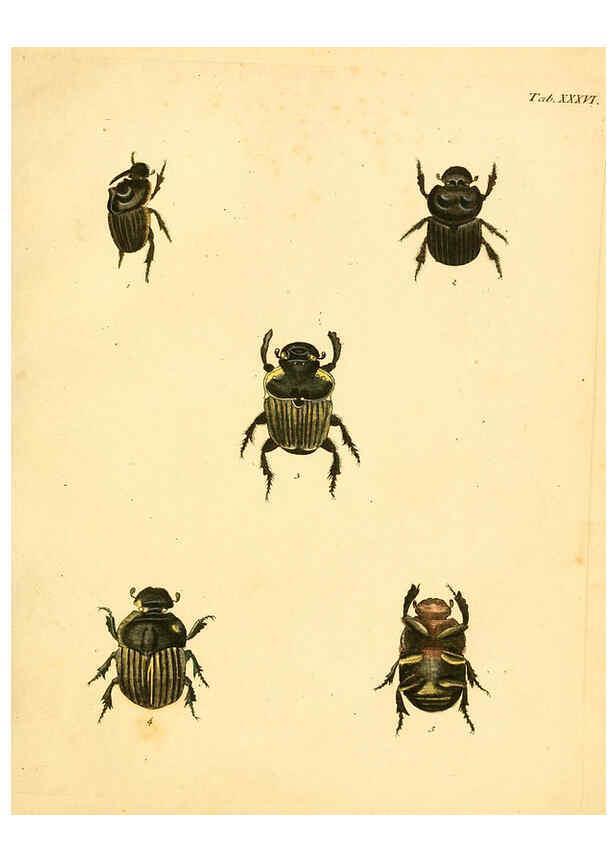 Reproducción/Reproduction 6008786562: Abbildungen zu Karl Illiger's Uebersetzung von Olivier's Entomologie plates Nürnberg :Gedruckt auf Kosten des Herausgebers,1802-1803