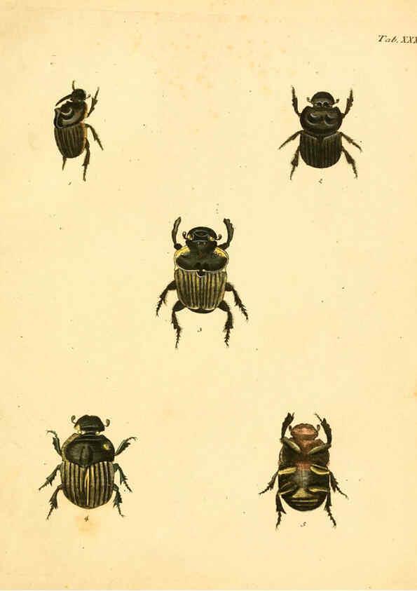 Reproducción/Reproduction 6008786562: Abbildungen zu Karl Illiger's Uebersetzung von Olivier's Entomologie plates Nürnberg :Gedruckt auf Kosten des Herausgebers,1802-1803
