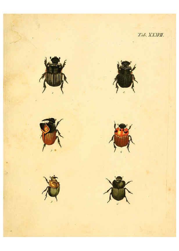 Reproducción/Reproduction 6008239059: Abbildungen zu Karl Illiger's Uebersetzung von Olivier's Entomologie plates Nürnberg :Gedruckt auf Kosten des Herausgebers,1802-1803