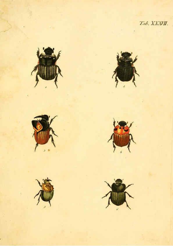 Reproducción/Reproduction 6008239059: Abbildungen zu Karl Illiger's Uebersetzung von Olivier's Entomologie plates Nürnberg :Gedruckt auf Kosten des Herausgebers,1802-1803
